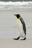 Image. Königspinguin