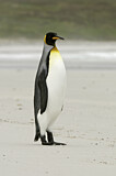 Image. Königspinguin