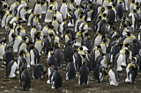 Image. Königspinguin