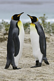Image. Königspinguin