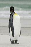 Image. Königspinguin