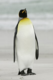 Image. Königspinguin