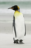 Image. Königspinguin