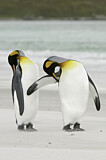 Image. Königspinguin