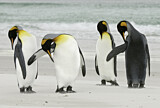 Image. Königspinguin