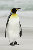 Image. Königspinguin