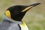Image. Königspinguin