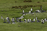 Image. Königspinguin