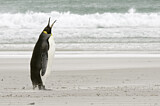 Image. Königspinguin
