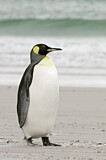 Image. Königspinguin