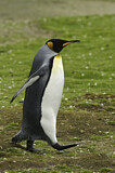 Image. Königspinguin