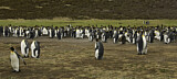 Image. Königspinguin