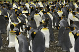 Image. Königspinguin