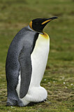 Image. Königspinguin