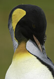 Image. Königspinguin