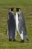 Image. Königspinguin