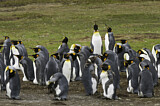 Image. Königspinguin