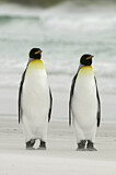 Image. Königspinguin