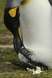 Image. Königspinguin