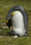 Image. Königspinguin