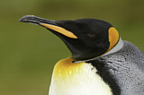Image. Königspinguin
