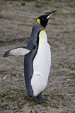 Image. Königspinguin