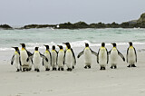 Image. Königspinguin