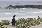 Image. Königspinguin