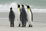 Image. Königspinguin