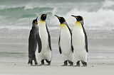 Image. Königspinguin