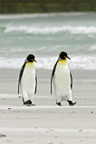 Image. Königspinguin