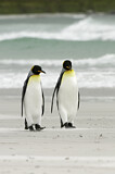 Image. Königspinguin