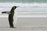 Image. Königspinguin