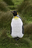 Image. Königspinguin