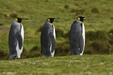 Image. Königspinguin
