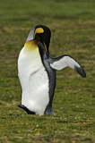 Image. Königspinguin
