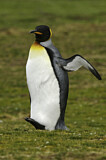 Image. Königspinguin