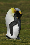 Image. Königspinguin