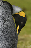 Image. Königspinguin