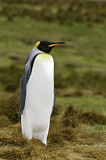 Image. Königspinguin