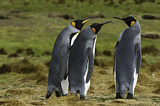 Image. Königspinguin