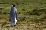 Image. Königspinguin