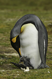 Image. Königspinguin