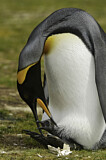 Image. Königspinguin