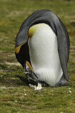 Image. Königspinguin