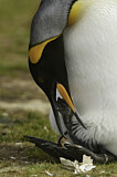 Image. Königspinguin