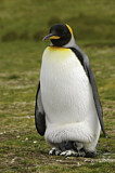 Image. Königspinguin