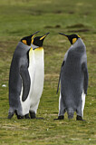 Image. Königspinguin