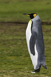 Image. Königspinguin