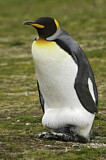Image. Königspinguin